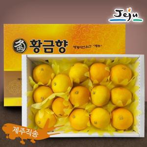 제주 황금향 선물세트 11~13과(특대) 3kg