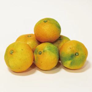 새콤달콤 제주 산지직송 못난이 하우스 감귤 1.5kg
