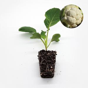 콜리플라워 세락 2개 야채 컬리플라워 모종 텃밭 채소 튼튼한 모종