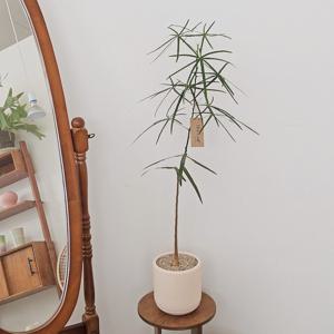 보틀트리 중대형_경량 화분_토분_분위기 있고 키우기 쉬운 호주 식물