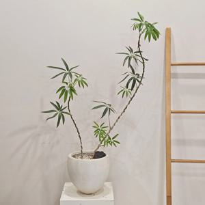 대나무홍콩야자 중대형_경량 화분_빛이 없어도 키우기 쉬운 식물_개업화분