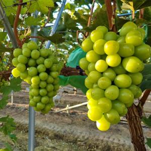 달콤한 하우스 샤인머스켓 청포도 1kg (2수)