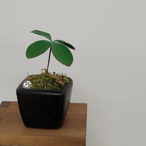 멕시코소철+쿠로스케 objet - 보존식물화분