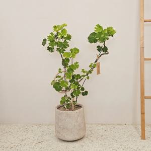 둥근잎아카시아, 무늬파비안 중대형_경량 화분_무늬가 있고 잎이 예쁜 식물