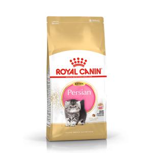 페르시안 키튼 2kg