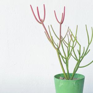 파티오라금 네온빛 가시없는 선인장 키우기