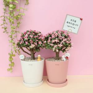 은행목 핑크아악무 화분 선물 개업화분 아악무 다육이 영전화분 무늬은행목 꽃말 사랑목 키우기