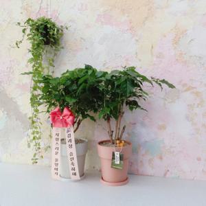 녹보수 L 리본제작 실내식물 해피트리 키우기 공기정화식물 개업화분 집들이선물 플랜테리어