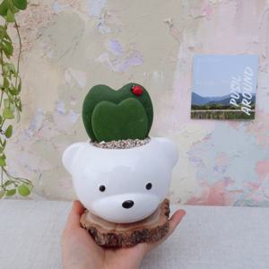북극곰 더블 하트 호야 우드 데코 실내화분 사무실 승진 축하 개업 선물 케리 미니 화분