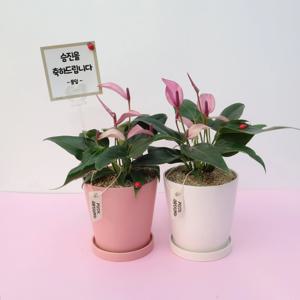퍼플 릴리 안시리움 보라 안스리움 공기정화식물 화분 선물 집들이 플랜테리어 승진 축하 개업
