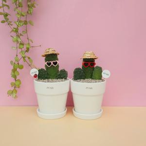 만세 선인장 미니 화분 선인장 다육이 공기정화식물 집들이 승진 기념일 축하 개업 반려식물