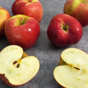 경북 홍로 알뜰 꿀사과 2kg 10-13과