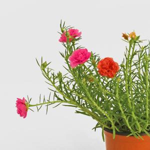 쥬웰겹채송화 싱그러운 소형 인테리어 식물 꽃모종