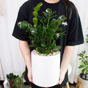 럭키 금전수 50cm~ 도자기 화분세트 수도권꽃당일배달 개업화분 승진화분 집들이화분