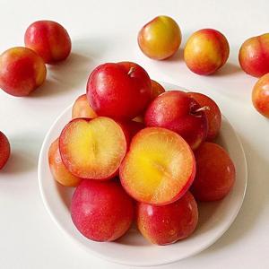 국내산 꿀 햇 자두 (중/대/왕과)
