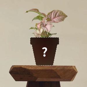 핑크 싱고니움 네온 싱고니움 맞춤 제작 상품 (1:1 식물 케어)
