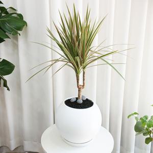 마지나타 드라세나 둥근 화분 - 식물 인테리어 플랜테리어 집들이 결혼 거실화분 화분선물