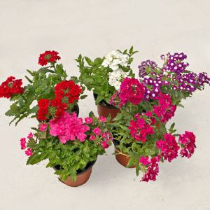 버베나 소형 꽃모종 야생화 관엽식물 키우기 쉬운 식물 꽃화분