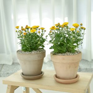 국화 토분 화분 소국 야생화 가을꽃