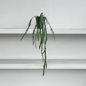 리얼플랜트 덩쿨조화 립살리스 15cm 선반식물 데스크테리어 포인트오브제 인테리어식물