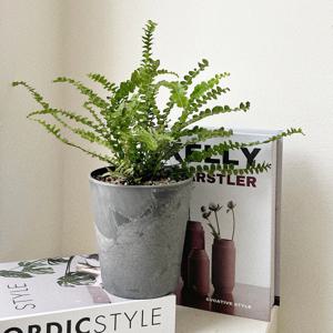 더피고사리 소형 공기정화식물 아트스톤 화분