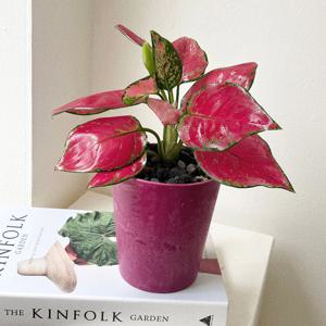 아글라오네마 엔젤 공기정화식물 플랜테리어 아트스톤 화분