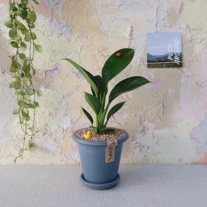 콩고 텍분 공기정화식물 플랜테리어 키우기 쉬운 식물 초보 개업 선물 집들이 인테리어식물