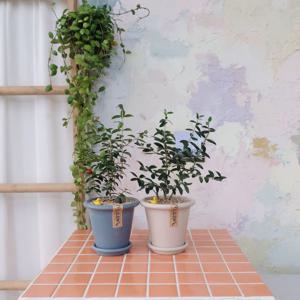 올리브 텍분 나무 식물인테리어 작은 화분 기념일 선물 집들이 식물 개업화분 플랜테리어 축하