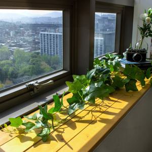 싱그러운 아이비 긴 넝쿨 벽장식 조화