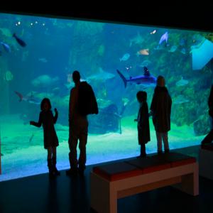 프랑스 르 그로 뒤 루아 해양 수족관 입장권