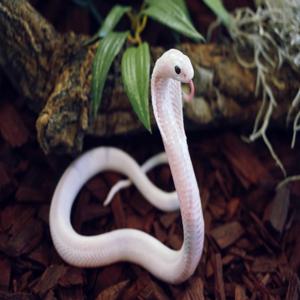 로양 플래닛 엑소티카 동물원 입장권