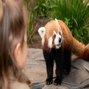 비어와 오스트레일리아 동물원 티켓 (브리즈번 출발 교통 포함)