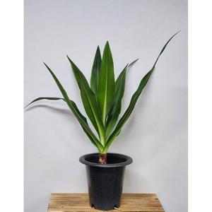 베하몰 실내 화초 문주란 약90cm