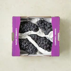 캠벨포도 1.5kg 박스