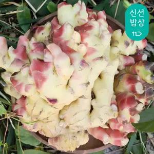 [품질보장] 25년 갓 수확 흙생강 특품 1kg