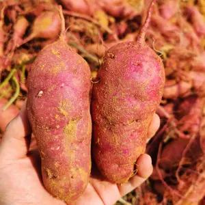 25년 호박고구마 햇 고구마 2/3/5kg