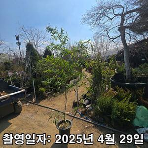 대나무 / 오죽 / 1.5m(전후)