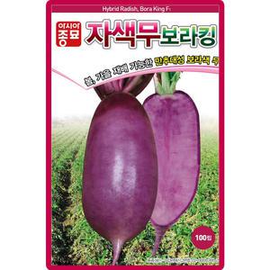 아시아종묘 보라킹 자색무 씨앗 100립 봄 가을 보라색 무씨 종자