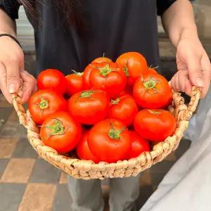 맛있는 완숙토마토 찰토마토 카페 가락시장 식재료 토마토 5kg 개당무게 120-180g