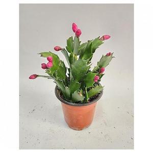 베하몰 실내 화초 게발선인장 약15cm