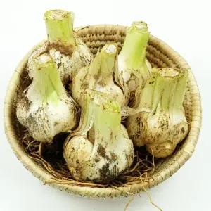금암농장 코끼리마늘 4kg