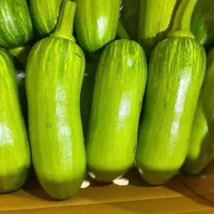 필수템샵 애호박 인큐 못난이 특 20개 당일수확 가정용 업소용 7~8kg