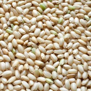 국산 찹쌀현미 1kg l 찰현미 잡곡