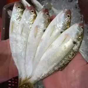 싱싱햇 생물 전어 전어회 세꼬시 필렛 전어구이 1kg