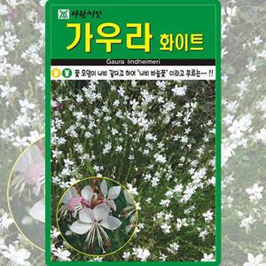 아람종묘 가우라화이트 씨앗 100립 흰색 나비 바늘꽃씨 야생화 종자