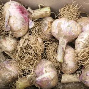 [원픽파머스] 품질보장 국내산 창녕 고령 신선한 통마늘 특대 2kg