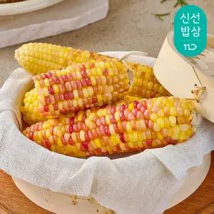 [최종혜택가11,920원] 쪄서가는 쫀득한 홍찰옥수수 15입 / 개당 10-14cm
