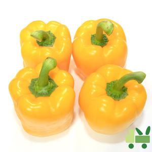 파프리카 10Kg (비품 - 노랑)