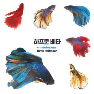 하프문 베타 로즈테일 랜덤발송