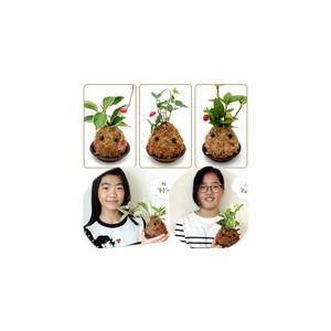 토피어리 만들기 키트 3인용 이끼 잔디인형 키우기 원예 프로그램 중학생 어르신 노인 인지 미술 치료